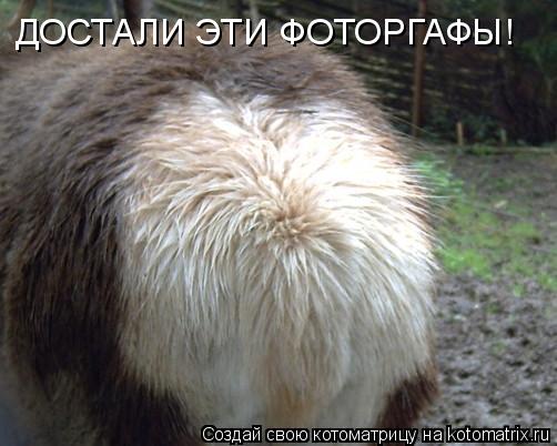 ДОСТАЛИ ЭТИ ФОТОРГАФЫ!... Котоматрица: ДОСТАЛИ ЭТИ ФОТОРГАФЫ!