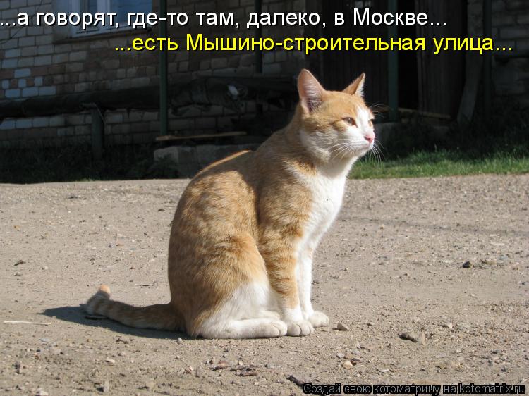 ...а говорят, где-то там, далеко, в Москве... ...есть Мышино-строительная улица...... Котоматрица: ...а говорят, где-то там, далеко, в Москве... ...есть Мышино-строительная улица...