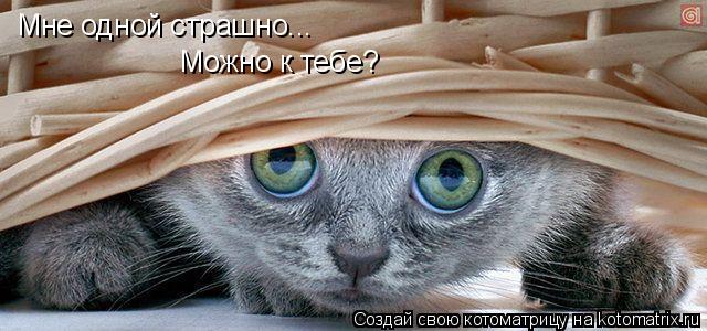 Котоматрица: Мне одной страшно...  Mожно к тебе?