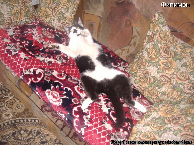 Филимон... Котоматрица: Филимон