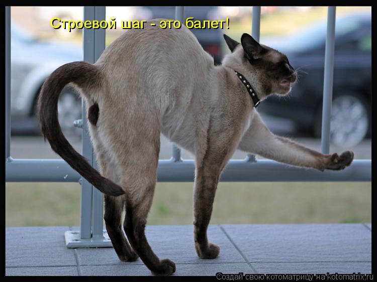 Строевой шаг - это балет!... Котоматрица: Строевой шаг - это балет!