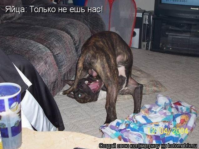 Яйца: Только не ешь нас!... Котоматрица: Яйца: Только не ешь нас!