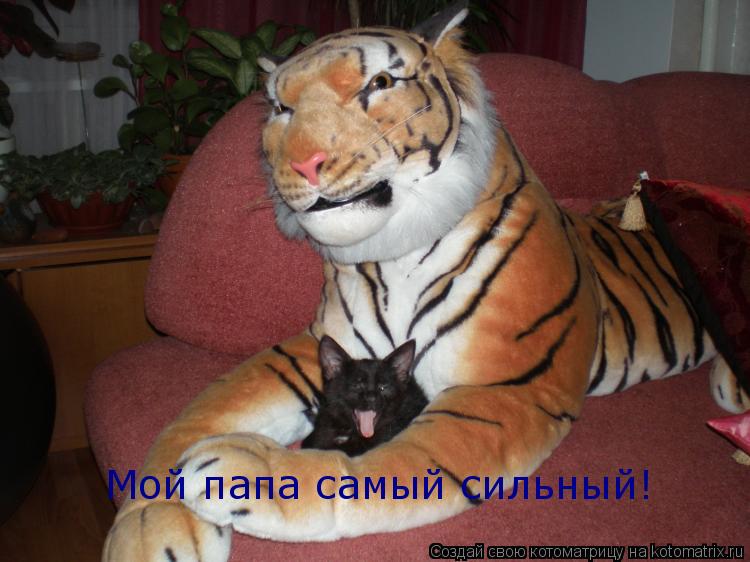 Мой папа самый сильный!... Котоматрица: Мой папа самый сильный!