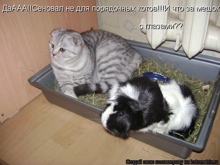 ДаААА!!Сеновал не для порядочных котов!!!И что за мешок с глазами?? ... с глазами??... Котоматрица: ДаААА!!Сеновал не для порядочных котов!!!И что за мешок с глазами?? ... с глазами??