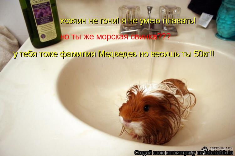 хозяин не гони! я не умею плавать! у тебя тоже фамилия Медведев но весишь ты 50кг!! у тебя тоже фамил... Котоматрица: хозяин не гони! я не умею плавать! у тебя тоже фамилия Медведев но весишь ты 50кг!! у тебя тоже фамилия Медведев но весишь ты 50кг!! но ты же морс