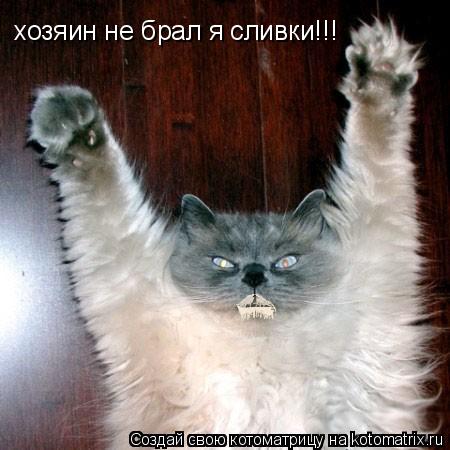хозяин не брал я сливки!!!... Котоматрица: хозяин не брал я сливки!!!