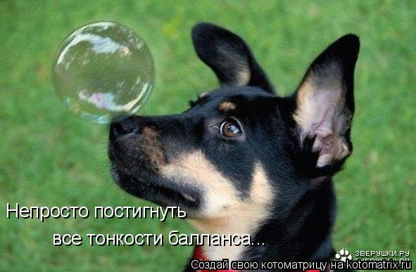 все тонкости балланса... Непросто постигнуть... Котоматрица: все тонкости балланса... Непросто постигнуть