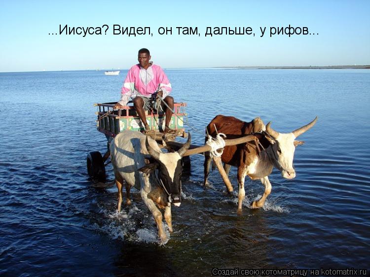 ...Иисуса? Видел, он там, дальше, у рифов...... Котоматрица: ...Иисуса? Видел, он там, дальше, у рифов...