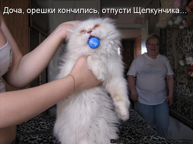 Котоматрица: Доча, орешки кончились, отпусти Щелкунчика...