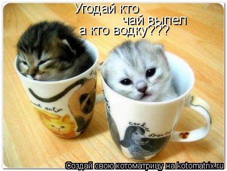 Угодай кто чай выпел а кто водку???... Котоматрица: Угодай кто чай выпел а кто водку???
