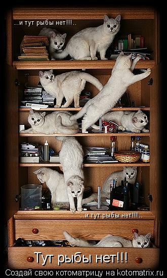 Тут рыбы нет!!! ...и тут рыбы нет!!!.. ...и тут рыбы нет!!!..... Котоматрица: Тут рыбы нет!!! ...и тут рыбы нет!!!.. ...и тут рыбы нет!!!..