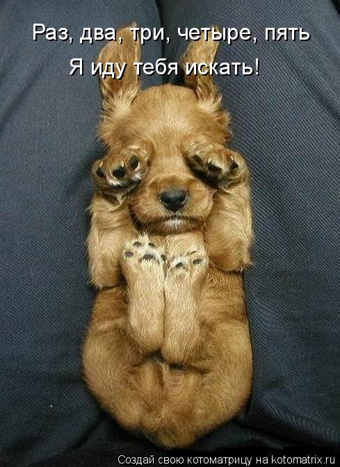 Котоматрица: Раз, два, три, четыре, пять Я иду тебя искать!