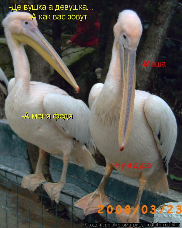 -Де вушка а девушка... -А как вас зовут -А меня федя -Маша -Ну и дура... Котоматрица: -Де вушка а девушка... -А как вас зовут -А меня федя -Маша -Ну и дура