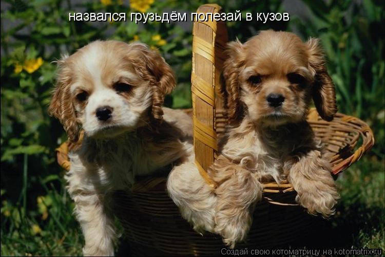 назвался грузьдём полезай в кузов... Котоматрица: назвался грузьдём полезай в кузов