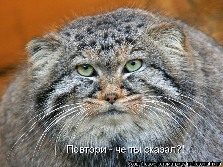 Повтори - че ты сказал?!... Котоматрица: Повтори - че ты сказал?!