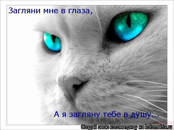 Загляни мне в глаза, А я загляну тебе в душу...... Котоматрица: Загляни мне в глаза, А я загляну тебе в душу...