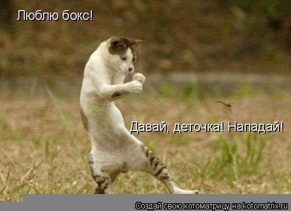 Люблю бокс! Давай, деточка! Нападай!... Котоматрица: Люблю бокс! Давай, деточка! Нападай!
