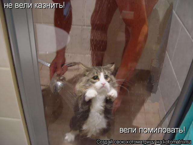не вели казнить! вели помиловать!... Котоматрица: не вели казнить! вели помиловать!