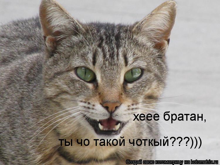 хеее братан, ты чо такой чоткый???)))... Котоматрица: хеее братан, ты чо такой чоткый???)))