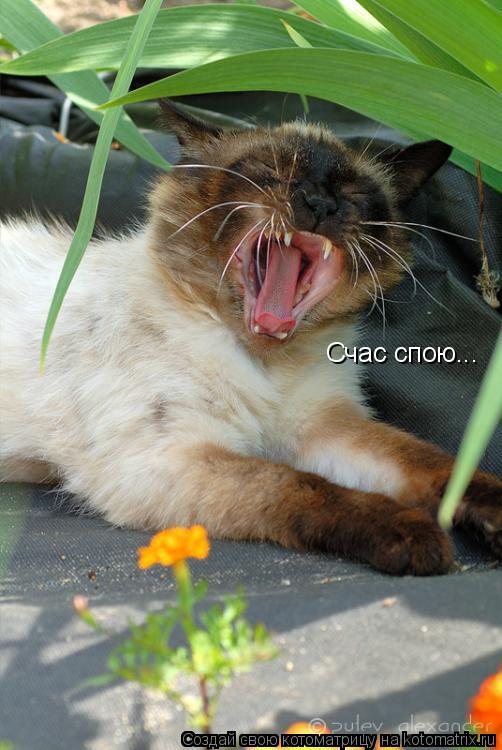 Счас спою...... Котоматрица: Счас спою...