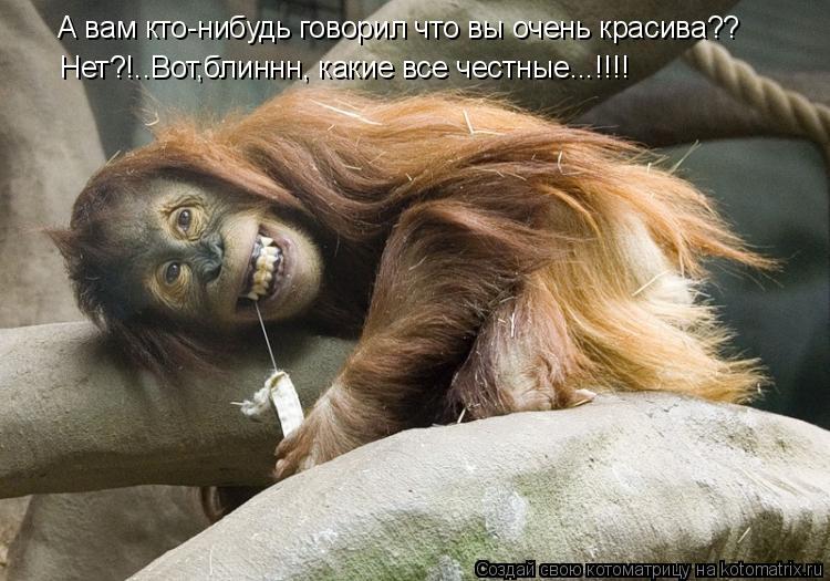 А вам кто-нибудь говорил что вы очень красива?? Нет?!..Вот,блиннн, какие все честные...!!!!... Котоматрица: А вам кто-нибудь говорил что вы очень красива?? Нет?!..Вот,блиннн, какие все честные...!!!!
