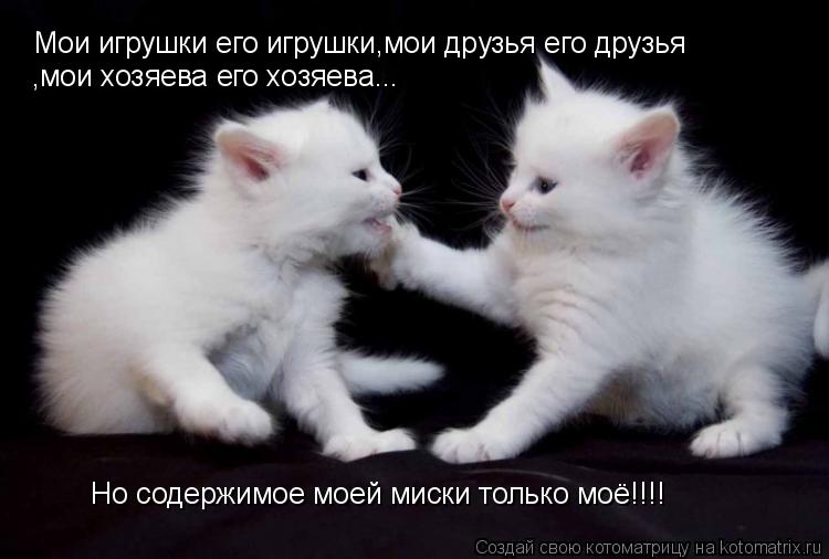 Мои игрушки его игрушки,мои друзья его друзья ,мои хозяева его хозяева... Но содержимое моей миски то... Котоматрица: Мои игрушки его игрушки,мои друзья его друзья ,мои хозяева его хозяева... Но содержимое моей миски только моё!!!!