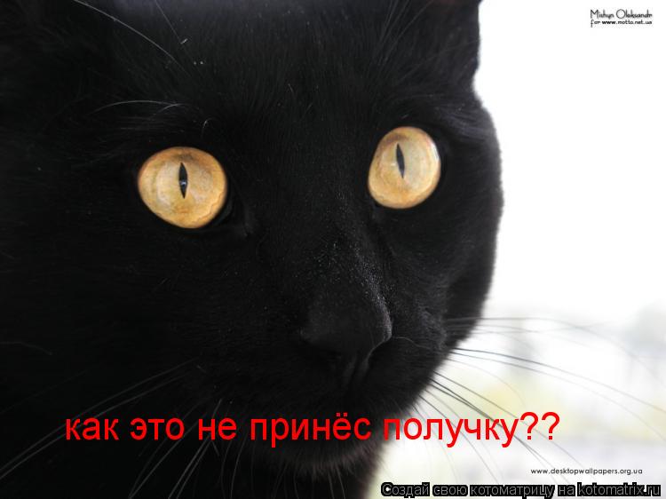как это не принёс получку??... Котоматрица: как это не принёс получку??