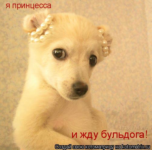 Котоматрица: я принцесса  и жду бульдога!