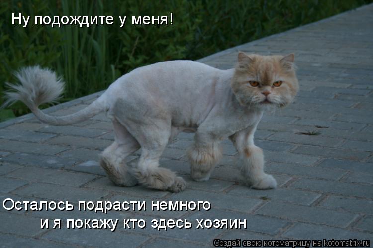 Ну подождите у меня! Осталось подрасти немного и я покажу кто здесь хозяин... Котоматрица: Ну подождите у меня! Осталось подрасти немного и я покажу кто здесь хозяин