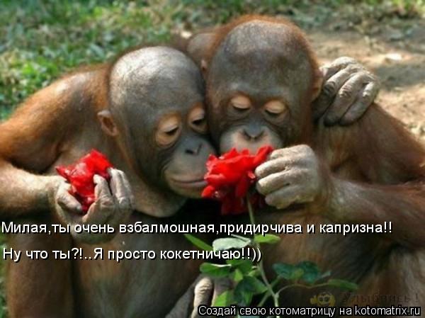 Милая,ты очень взбалмошная,придирчива и капризна!! Ну что ты?!..Я просто кокетничаю!!))... Котоматрица: Милая,ты очень взбалмошная,придирчива и капризна!! Ну что ты?!..Я просто кокетничаю!!))