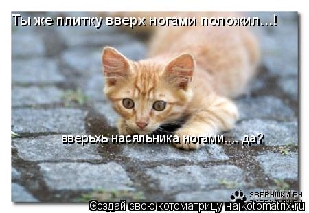 Ты же плитку вверх ногами положил...! вверьхь насяльника ногами.... да?... Котоматрица: Ты же плитку вверх ногами положил...! вверьхь насяльника ногами.... да?
