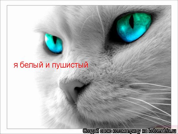 я белый и пушистый... Котоматрица: я белый и пушистый