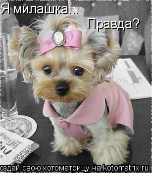 Я милашка... Правда?... Котоматрица: Я милашка... Правда?