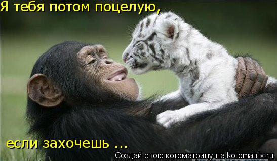 Я тебя потом поцелую, если захочешь ...... Котоматрица: Я тебя потом поцелую, если захочешь ...