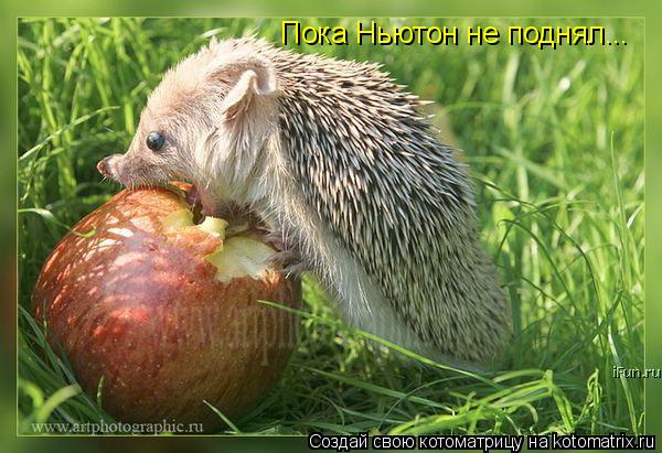 Пока Ньютон не поднял...... Котоматрица: Пока Ньютон не поднял...