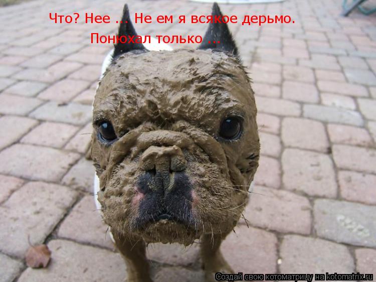 Что? Нее ... Не ем я всякое дерьмо. Понюхал только ...... Котоматрица: Что? Нее ... Не ем я всякое дерьмо. Понюхал только ...