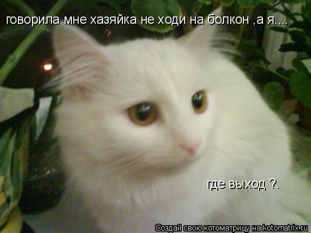 Котоматрица: говорила мне хазяйка не ходи на болкон ,а я.... говорила мне хазяйка не ходи на болкон ,а я.... где выход ?.