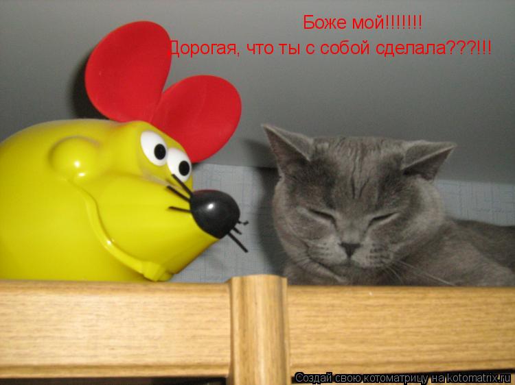Боже мой!!!!!!! Дорогая, что ты с собой сделала???!!!... Котоматрица: Боже мой!!!!!!! Дорогая, что ты с собой сделала???!!!