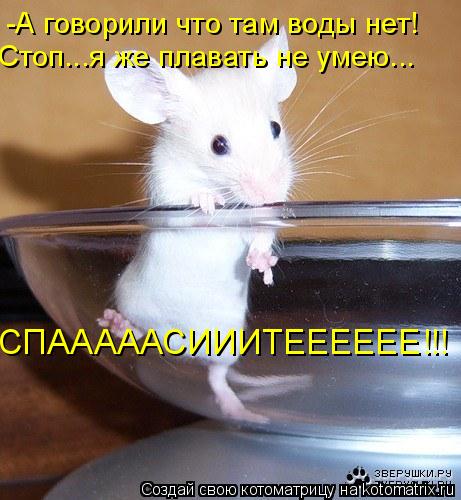 -А говорили что там воды нет! Стоп...я же плавать не умею... СПАААААСИИИТЕЕЕЕЕЕ!!!... Котоматрица: -А говорили что там воды нет! Стоп...я же плавать не умею... СПАААААСИИИТЕЕЕЕЕЕ!!!