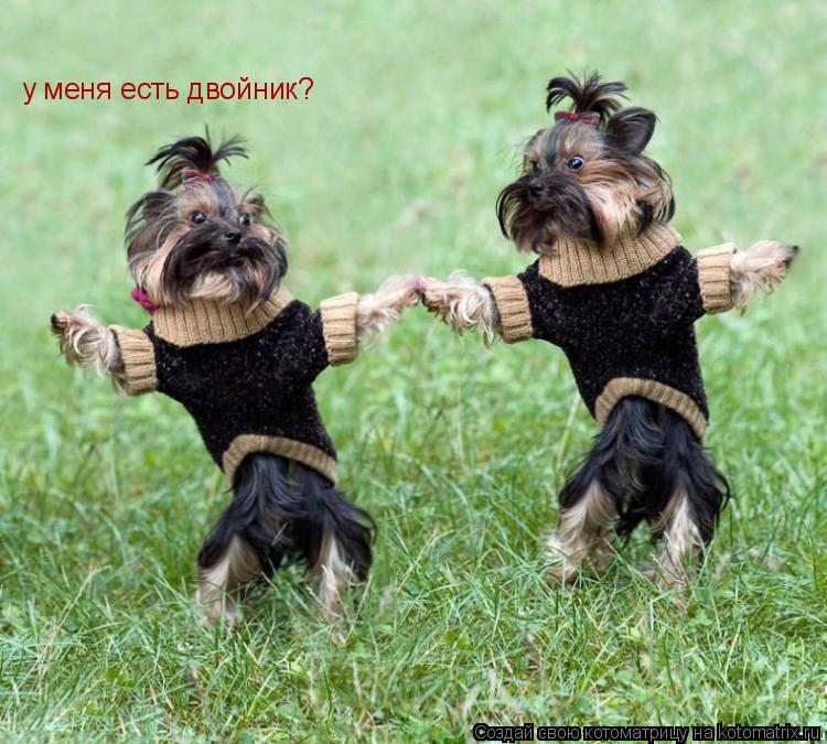у меня есть двойник?... Котоматрица: у меня есть двойник?
