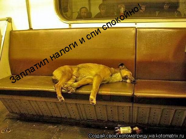 Котоматрица: Заплатил налоги и спи спокойно!