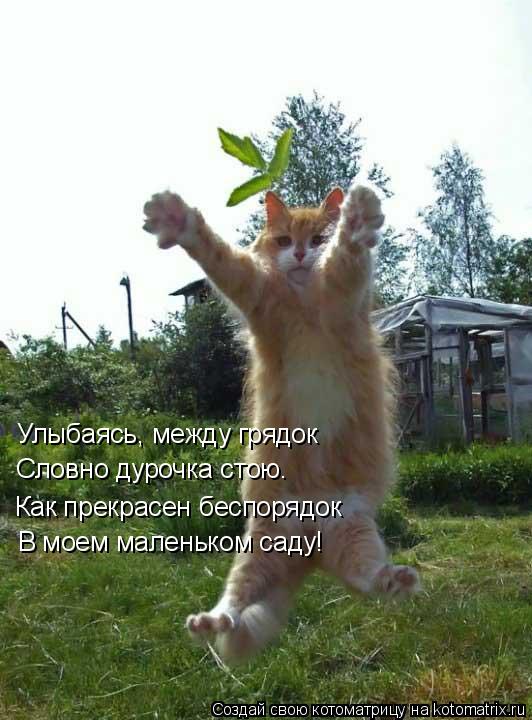 Котоматрица: Улыбаясь, между грядок Словно дурочка стою. Как прекрасен беспорядок В моем маленьком саду!