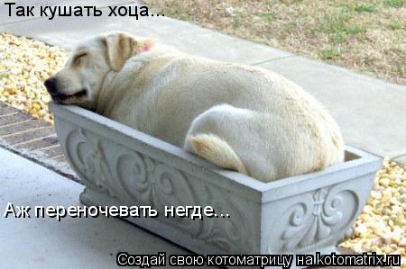 Так кушать хоца... Аж переночевать негде...... Котоматрица: Так кушать хоца... Аж переночевать негде...