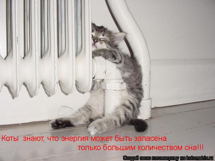 Коты знают, что энергия может быть запасена только большим количеством сна!!!... Котоматрица: Коты знают, что энергия может быть запасена только большим количеством сна!!!