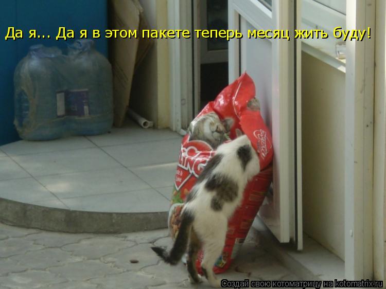 Да я... Да я в этом пакете теперь месяц жить буду!... Котоматрица: Да я... Да я в этом пакете теперь месяц жить буду!