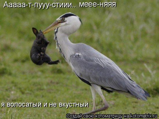 Ааааа-т-пууу-стиии.. меее-няяя я волосатый и не вкустный... Котоматрица: Ааааа-т-пууу-стиии.. меее-няяя я волосатый и не вкустный