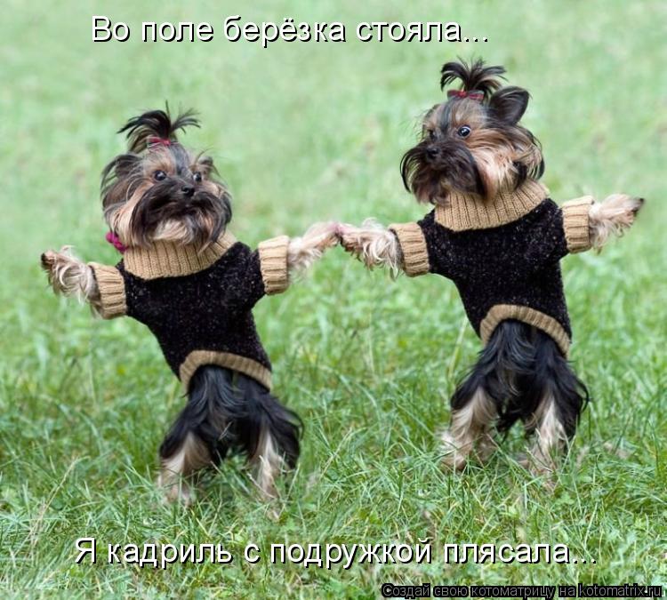 Во поле берёзка стояла... Я кадриль с подружкой плясала...... Котоматрица: Во поле берёзка стояла... Я кадриль с подружкой плясала...