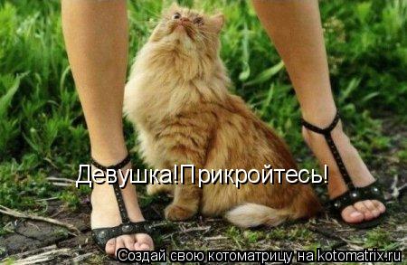 Девушка!Прикройтесь!... Котоматрица: Девушка!Прикройтесь!