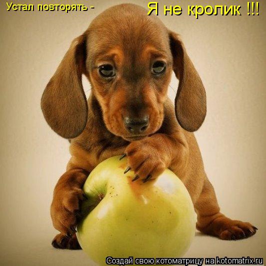 Устал повторять - Я не кролик !!!... Котоматрица: Устал повторять - Я не кролик !!!