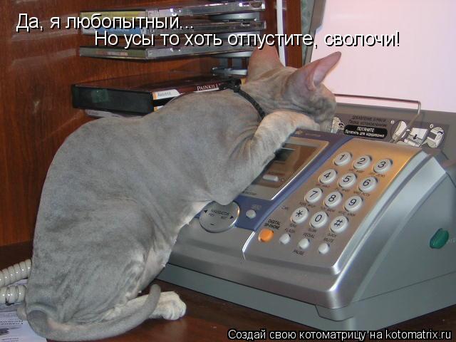 Да, я любопытный... Но усы то хоть отпустите, сволочи!... Котоматрица: Да, я любопытный... Но усы то хоть отпустите, сволочи!